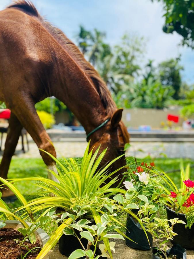 The Kingslayer Resort Negombo Buitenkant foto
